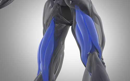 Hamstring muscle group in upper rear leg