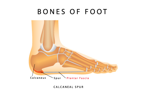 plantar fascia foot ligaments and bones